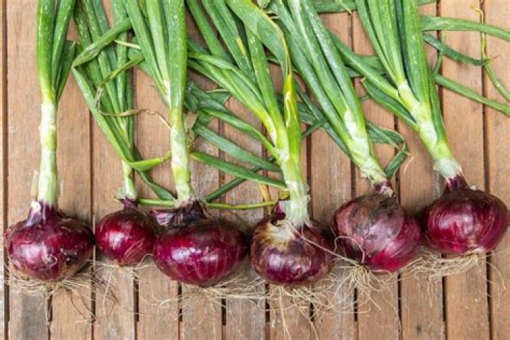 Where are red onions grown?