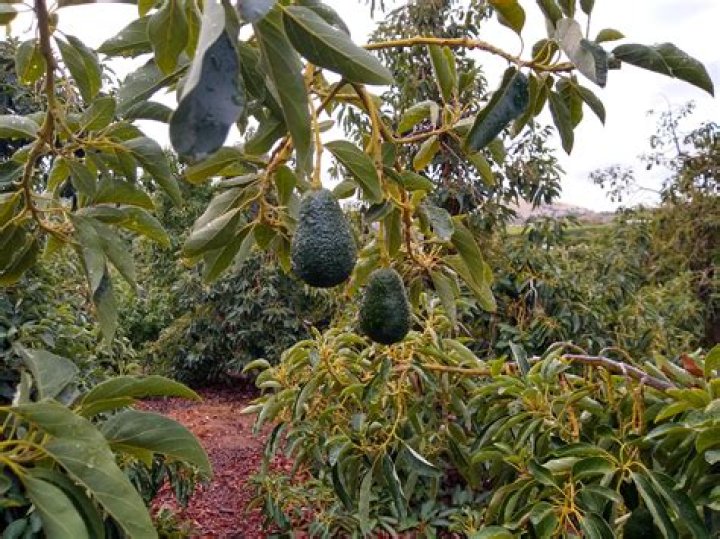 Where do avocados grow in Europe?