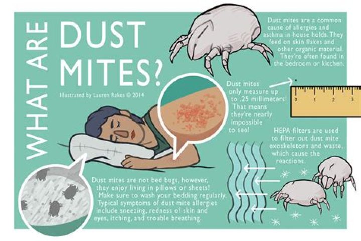 Where do dust mites live?