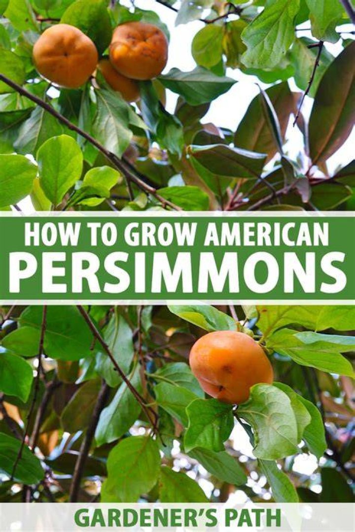 Where do Persimmons grow in California?
