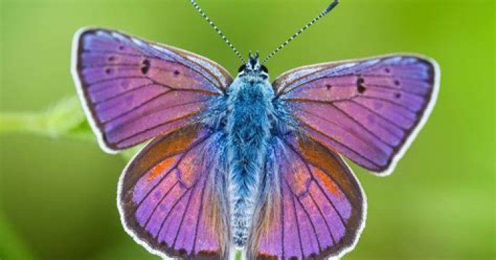 Where do purple butterflies live?