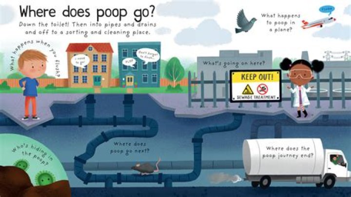 Where does poop go when flushed?