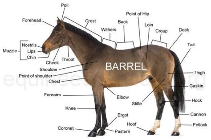 Where is the croup on a horse?