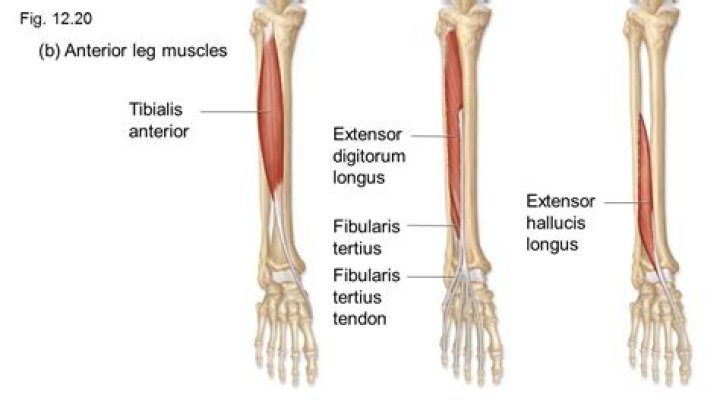Where is the extensor hallucis longus tendon?