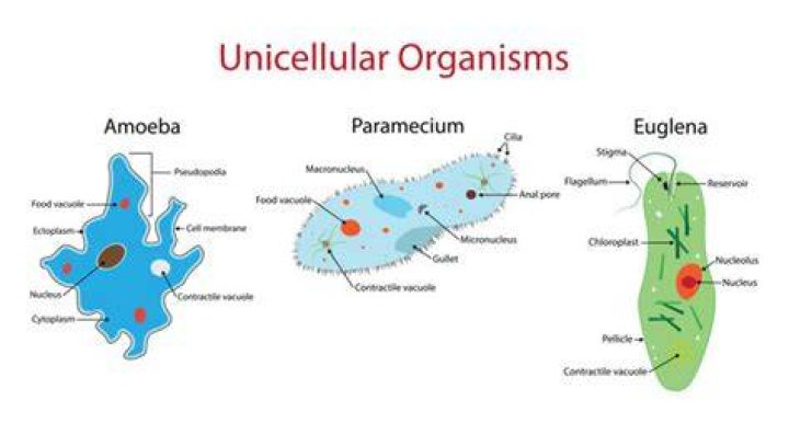 Which domains are unicellular?