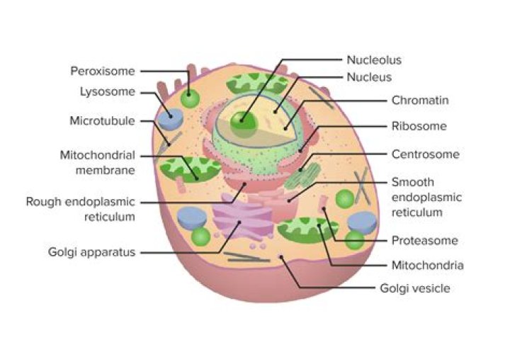 Which is the heaviest organelle?
