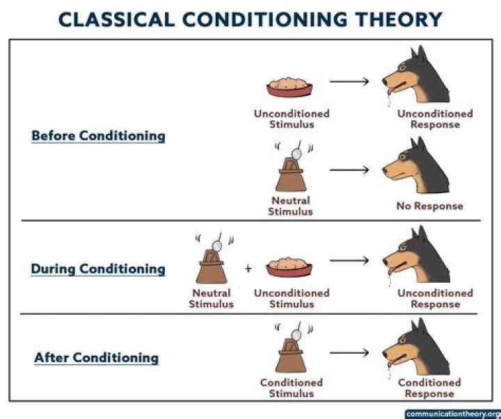 Which of the following is an example of classical conditioning?