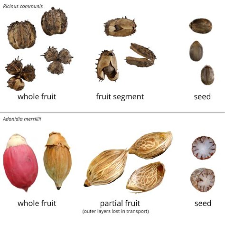 Which seeds are edible?