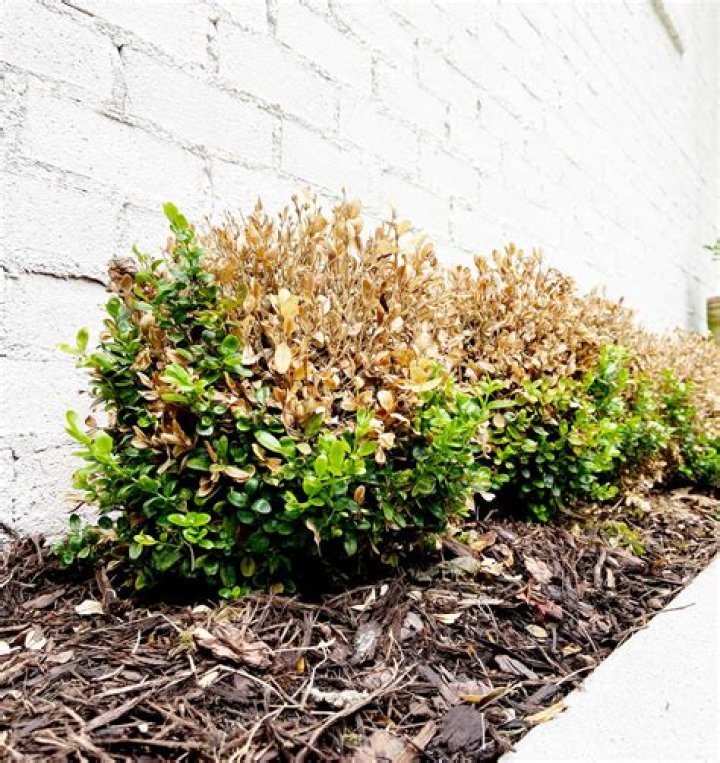 Why are my boxwoods turning red?