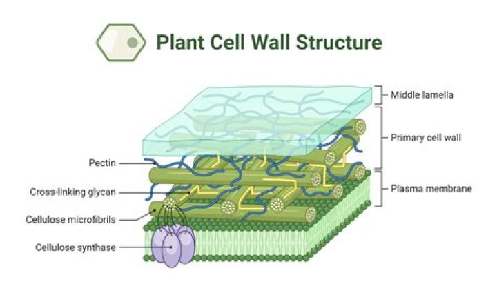 Why do plants only have cell walls?
