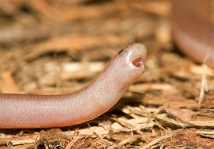 Why do snakes randomly open their mouths?