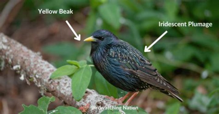Why do some starlings have yellow beaks?