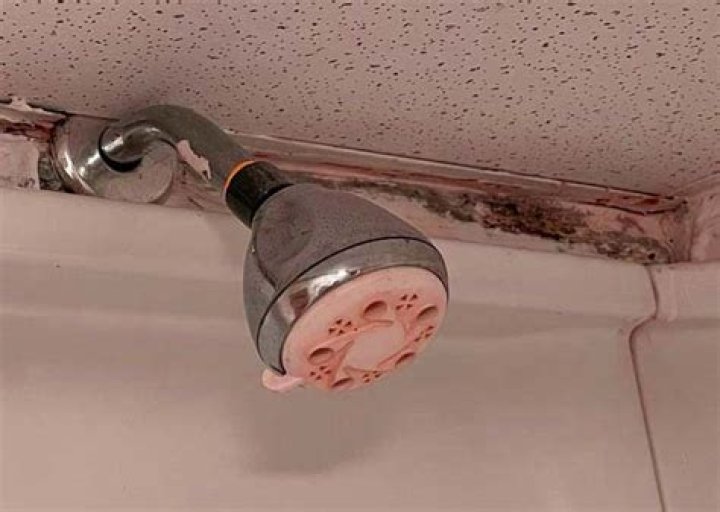 Why does black mold keep coming back?