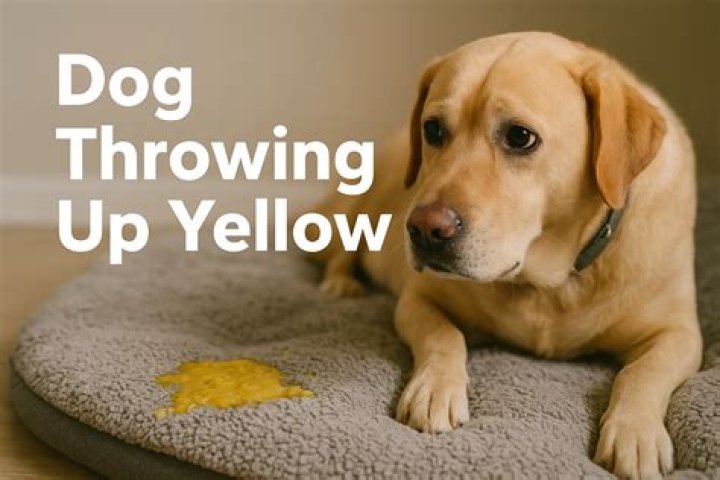 Why is my dog throwing up yellow and diarrhea?