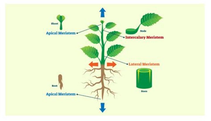 Why is the apical meristem important for plant growth?