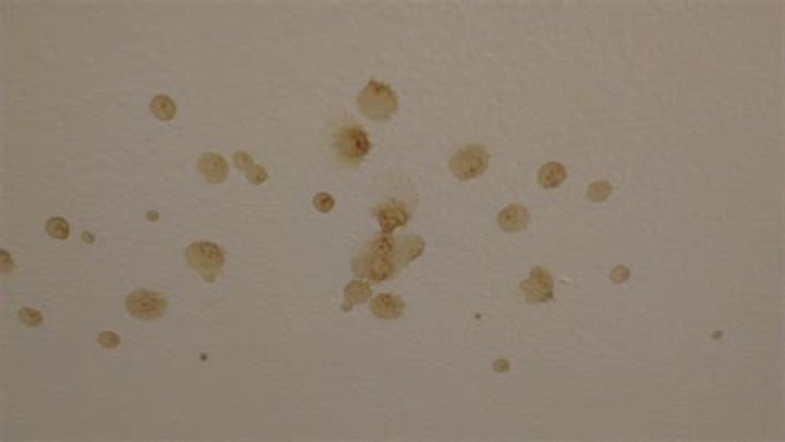 Why is there black spots on my ceiling?
