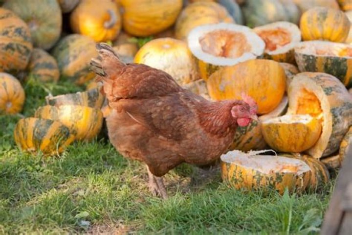 Will chickens eat raw pumpkin?